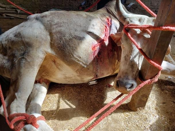 The cow in the above picture after treatment